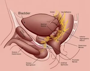 Robotic-Assisted Radical Prostatectomy